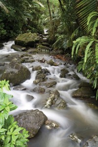 Tropical stream in El Yunque National Forest, Puerto Rico