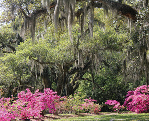 Kisatchie National Forest, Louisiana